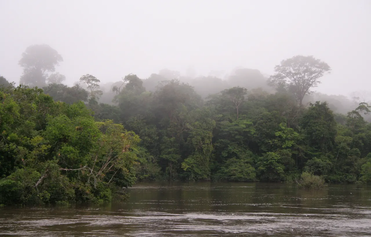 Suriname nature